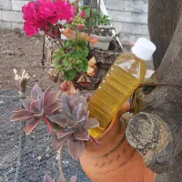 شربت بهار نارنج برگرفته از عرق بهار