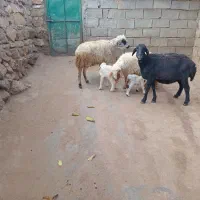 سه عدد گوسفند|حیوانات مزرعه|جوانرود, |دیوار