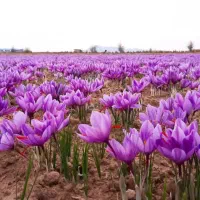 با کودهای ارگانیک /۱۲ گیلو زغفران خشک برداشت کن