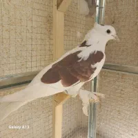 تعدادی کبوتر بلندپرواز وسیاه و|پرنده|شیراز, تندگویان|دیوار