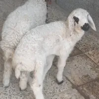 فروش بره|حیوانات مزرعه|اهواز, زوویه ۲|دیوار