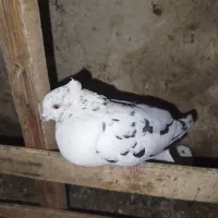 کبوتر|پرنده|دورود, |دیوار