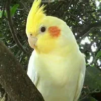 پرنده