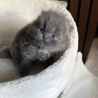 بچه گربه های بلو اصیل|گربه|تنکابن, |دیوار