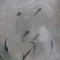 ماهی فایتر7یا8عدد|ماهی|تبریز, |دیوار