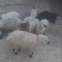 بره وبزغاله وگوسفند وبز