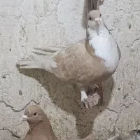 کفترسه تاماده