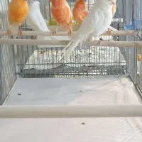 قناری رنگی