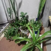 گل طبیعی|گل و گیاه طبیعی|یاسوج, |دیوار