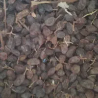 کشمش \خرید و فروش
