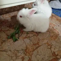 خرگوش سفید چشم شرابی|موش و خرگوش|بروجرد, |دیوار