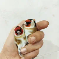 سهره نر|پرنده|اصفهان, شاهد|دیوار