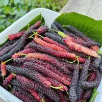 انبه شاهتوت انواع بری نهال کیوی موز گل گلابی