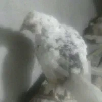 مرغ گلین لری کرچ شو