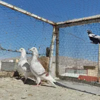 کبوترپلاکی