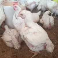 جوجه گوشتی نژاد راس (مرغ گوشتی )