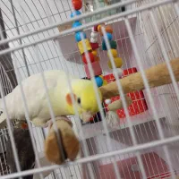 عروس هلندی بالغ|پرنده|رباط‌کریم, رباط‌کریم|دیوار