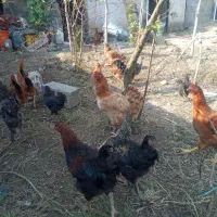 تعدادی مرغ نیمچه|حیوانات مزرعه|رشت, بیجارپس|دیوار