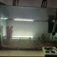 آکواریوم سالم و ارزان فروشی|ماهی|کتالم و سادات شهر, |دیوار