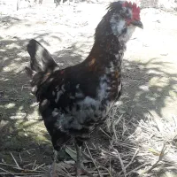 نیمچه گلین ،فول ریش و کاکل|حیوانات مزرعه|گرگان, |دیوار