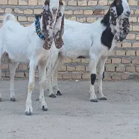 دو عدد بزغاله پاکستانی نر