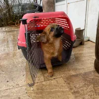 سگ پا کوتاه