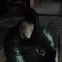 خرگوش فروشی|موش و خرگوش|نوشهر, |دیوار