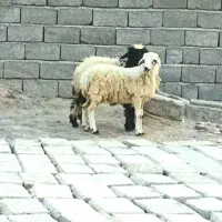 بره نروماده