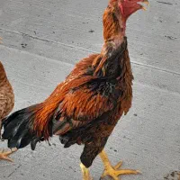 خروس و مرغ لاری|حیوانات مزرعه|تهران, ظهیرآباد|دیوار