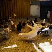 کفتر یا کبوتر