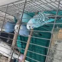 فروش مرغ عشق