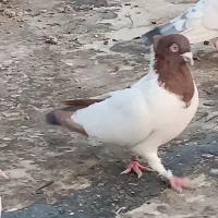 کبوتر تهرانی