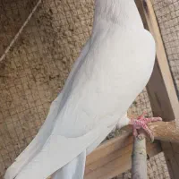 کبوتر تهرانی . بمبئی  نر|پرنده|شیراز, ارم|دیوار