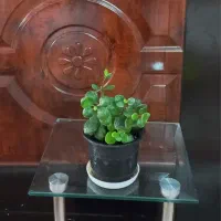 قلمه جوان و شاداب گل طبیعی