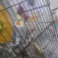 عروس هلندی