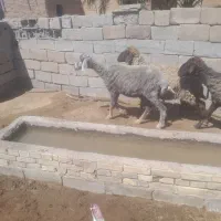 گوسفند ۳ عدد