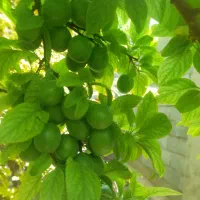 الوچه|خوردنی و آشامیدنی|اصفهان, دهنو|دیوار
