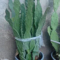 هدیه روز مادر|گل و گیاه طبیعی|کرمانشاه, |دیوار