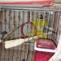 چند جفت فنچ نروماده زبرا