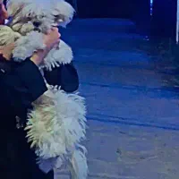 شیتزو‌مالتیز