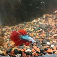 ماهی فایتر نر نژاد هاف‌مون