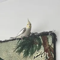 عروس هلندی|پرنده|گرمدره, |دیوار