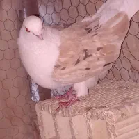 دوکت هفت رنگ زرد نوک ریز وطوقی پاپر بلند