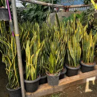 گیاه سانسوریا ( گل و کاکتوس آپارتمانی )