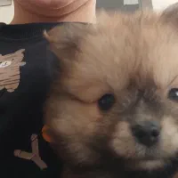 توله ۲ ماهه واکسن خورده انگل تراپی شده