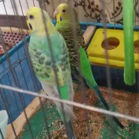 مرغ عشق رینبو