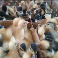 اردک ورامینی اصل ( بگ بگی)