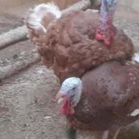 حیوان|حیوانات مزرعه|ایواوغلی, |دیوار