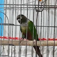 طوطی گرینچیگ مست مست حلقه دار سالونی|پرنده|هندیجان, |دیوار