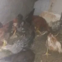 تعداد ۲۲ عدد جوجه محلی به فروش میرسد